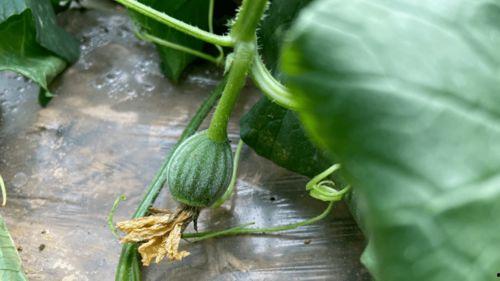 小时候吃的瓜是甜的吗吗,那甜美的瓜香时光