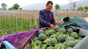 岷县十里吃瓜,夏日消暑美食之旅